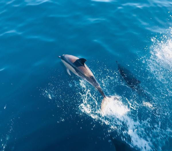 Covid 19 protocol - Gibraltar dolphins