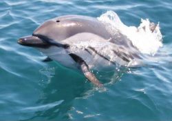 gibraltar-dolphins-jpg